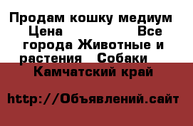 Продам кошку медиум › Цена ­ 6 000 000 - Все города Животные и растения » Собаки   . Камчатский край